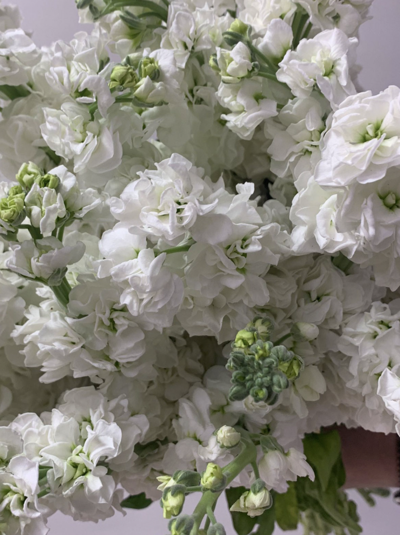 Dreamy Mist: Stocks with a Delicate Fragrance Choose from 30 to 700 - Image 3